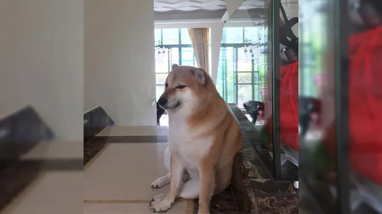 Fallece Ballitze, mejor conocido como “Cheems”, el perrito de los memes