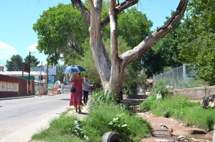Reacciona el FCJA sobre derribo de árboles en la Tecnológico