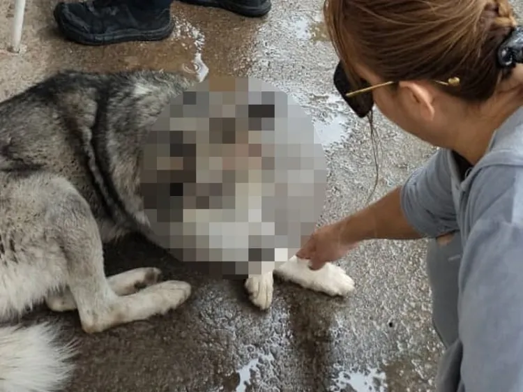 Atiende Salud Municipal caso de posible maltrato animal