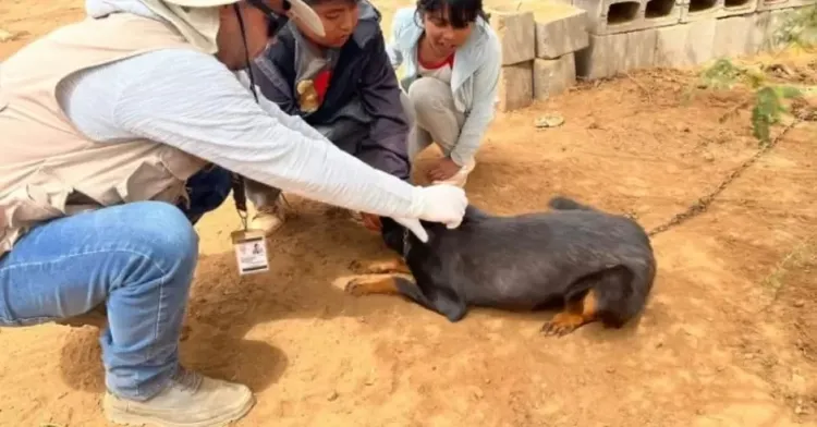 Perfila Sonora en primer lugar nacional en rickettsia