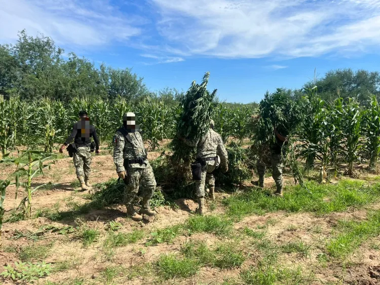 Aseguran en Magdalena de Kino plantíos de marihuana