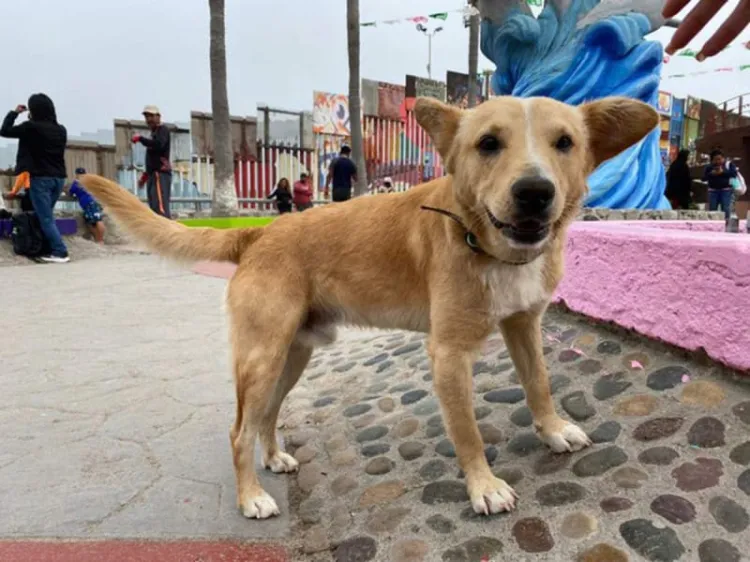 Deportan a ‘Oso’ perrito que cruzó de Tijuana a EU