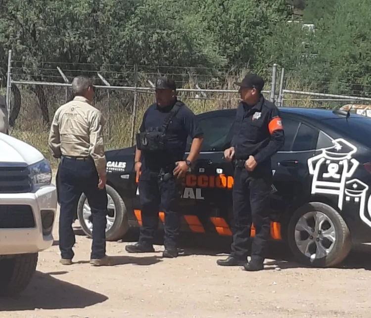 Cunde pánico por supuesto escape de tigre; fue un mal entendido