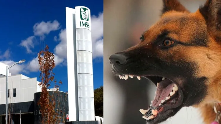 Muerde can a niño en la cara