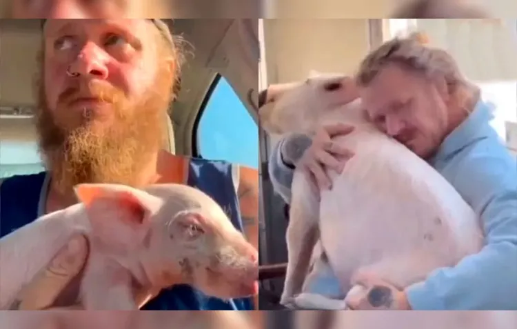 Salta cerdita bebé de camión y la salva y adopta un hombre como mascota