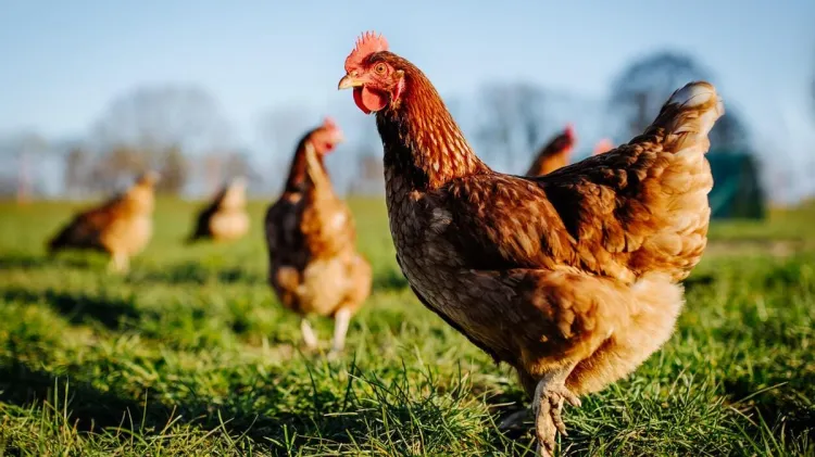 Reaparece gripe aviar en aves de corral en EU