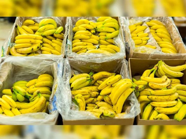 Decomisan 7.7 toneladas de plátanos rellenos de cocaína