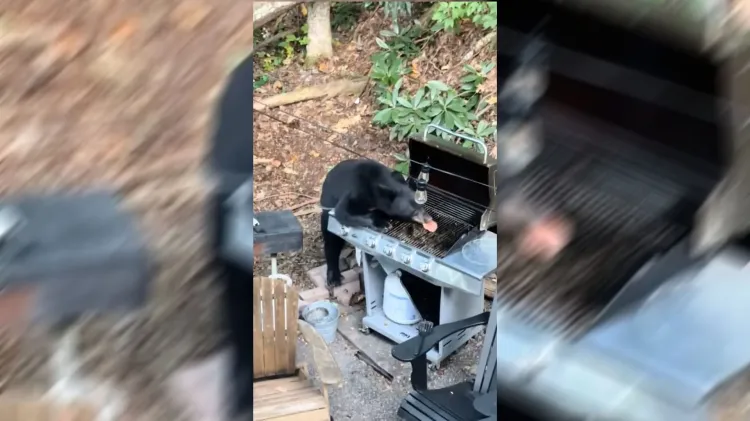 Deja oso sin hamburguesas y sin refresco a familia