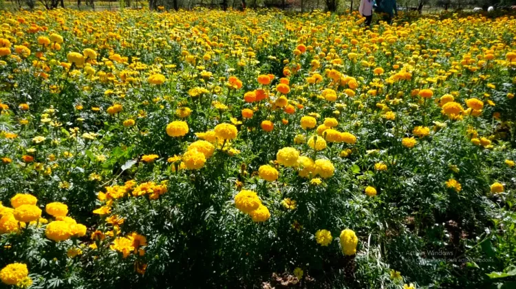 Flor de cempasúchil, símbolo del Día de Muertos