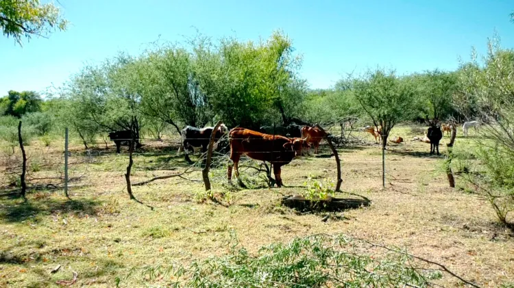 Vida de rancho; tranquila, sana y con paz