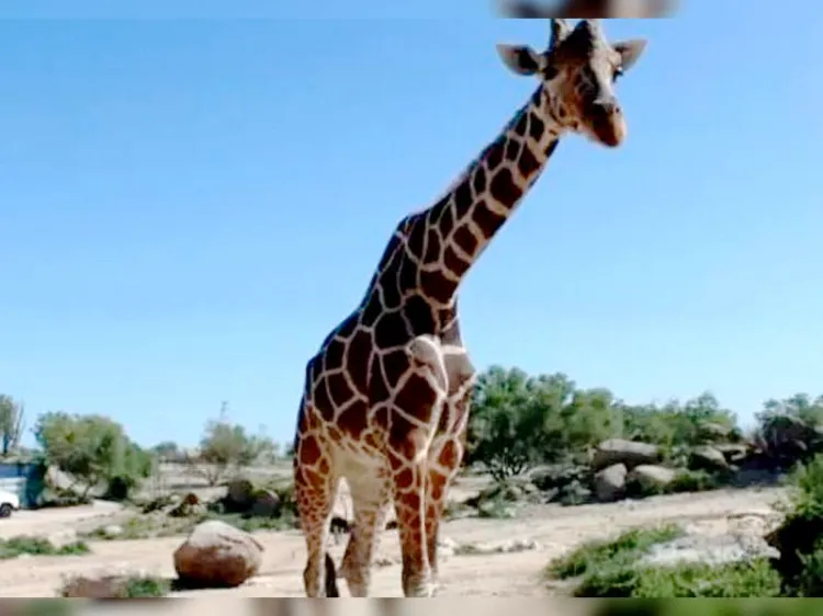 Despiden a “Pancho”, la jirafa del Centro Ecológico de Sonora