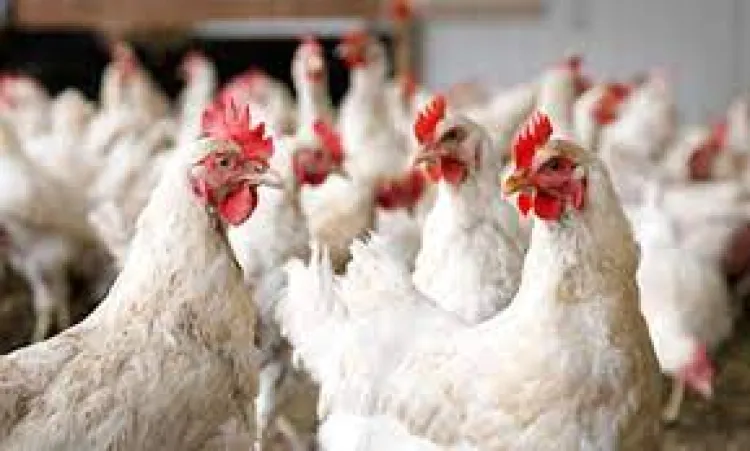 Confirman segundo caso de influenza aviar en granja de Cajeme