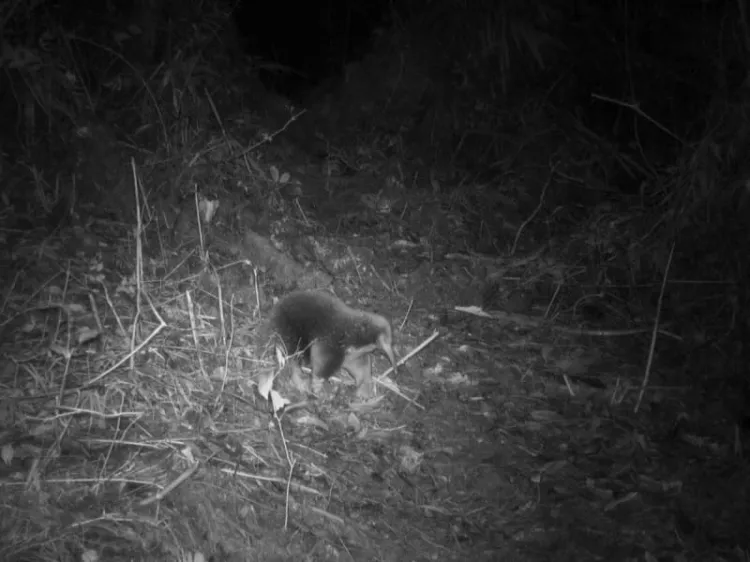 Redescubren animal que se creía extinto