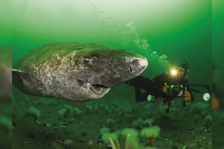 Reaparece tiburón más longevo del mundo; nacido en 1505 según expertos