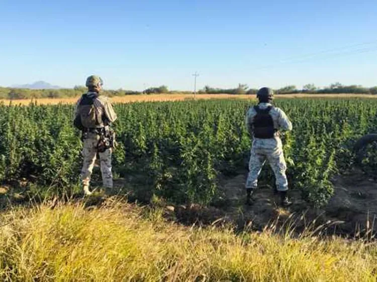 Encuentran plantío de marihuana en Magdalena