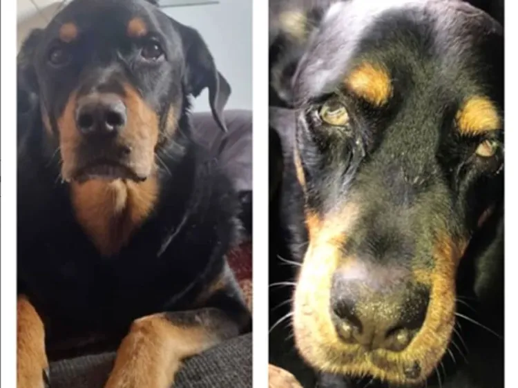 Agreden a perro con ácido; agresor es captado en video