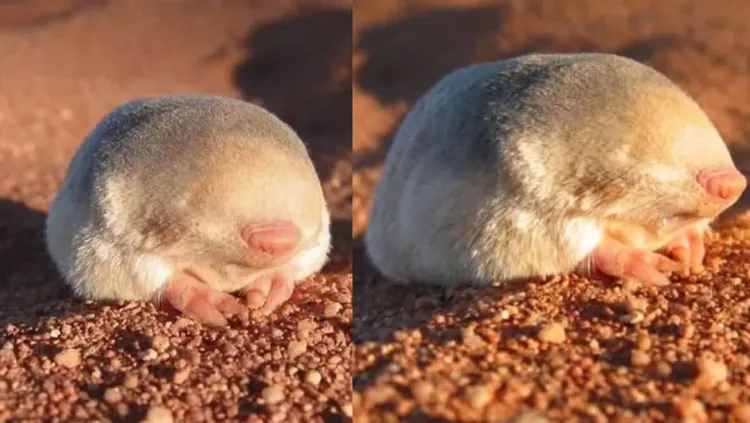 Reaparece topo ciego dorado tras 87 años desaparecido