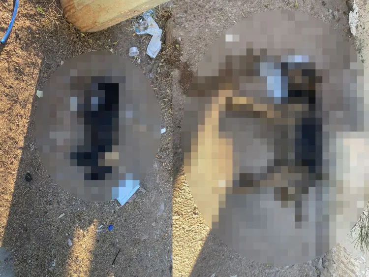 Encuentran a dos perros sin vida, presuntamente por envenenamiento