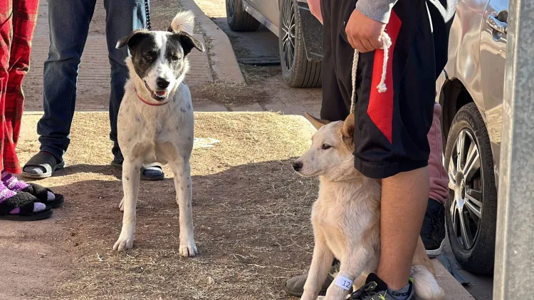 Seguirán esterilizaciones gratuitas del Ayuntamiento