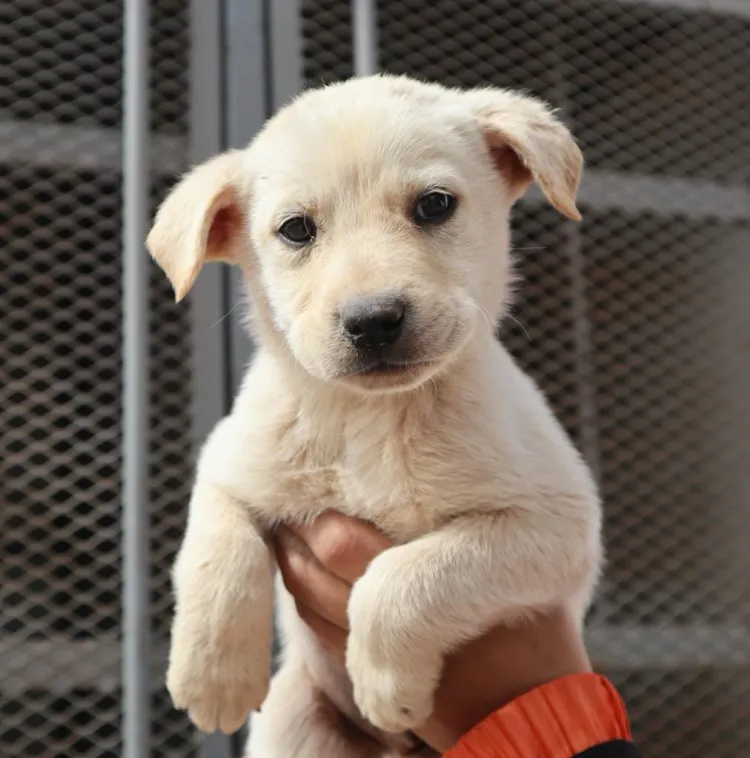 Invitan a “Adoptatón” el próximo sábado