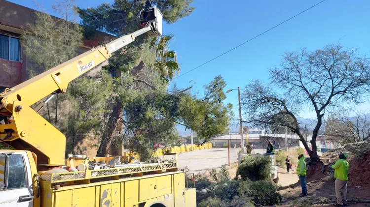 Poda Imagen Urbana árboles por riesgo de viviendas