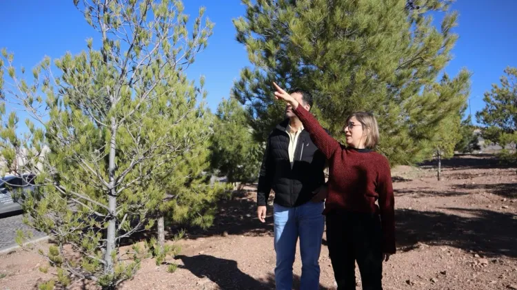Verifican cumplimiento de Ley del Árbol en Las Acacias