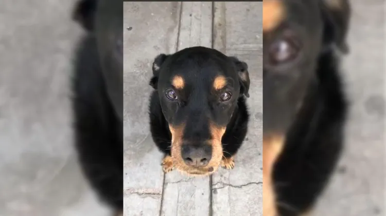 Dictan sentencia a agresor de perrito “Sbanch”