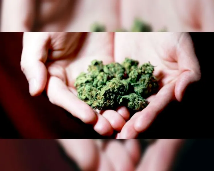 Aprueban cultivo y portación de mariguana en Alemania