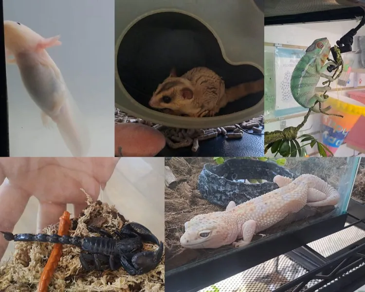 Tuvieron animales comportamientos raros con el eclipse: veterinario