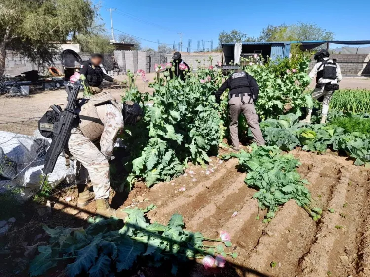 Aseguran amapola tras cateo en Altar, Sonora