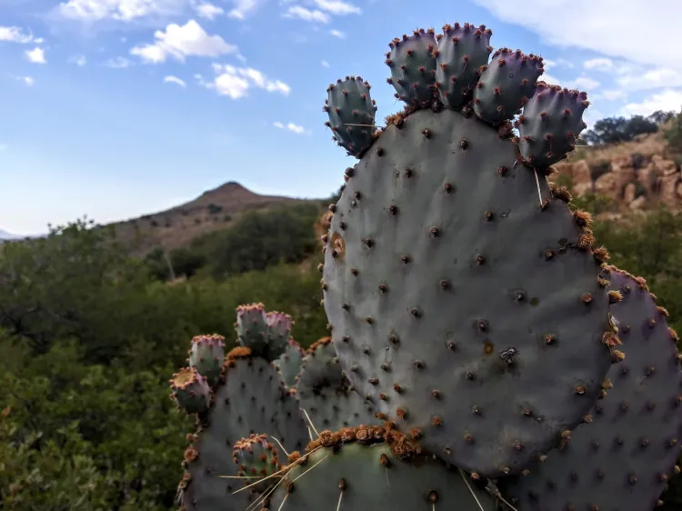 Concluye Tesorería plan de pagos sobre el Centauro de la Frontera