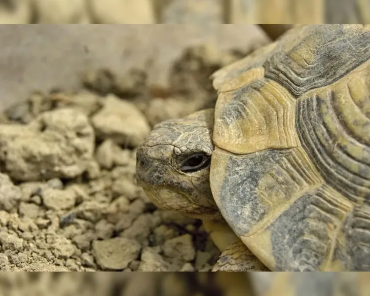 Descubren científicos una tortuga gigante de hace 57 millones de años