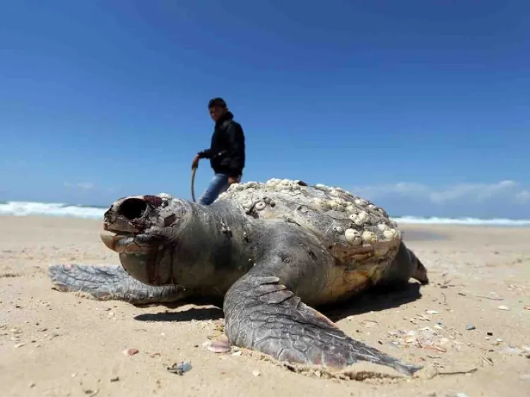 Cambio climático afecta a especies marinas, alertan expertos