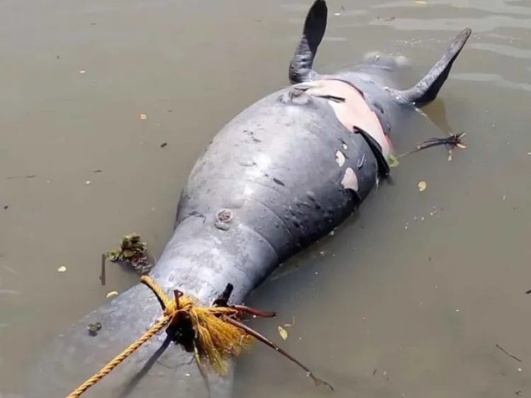 Sigue emergencia en Tabasco por muerte de manatíes
