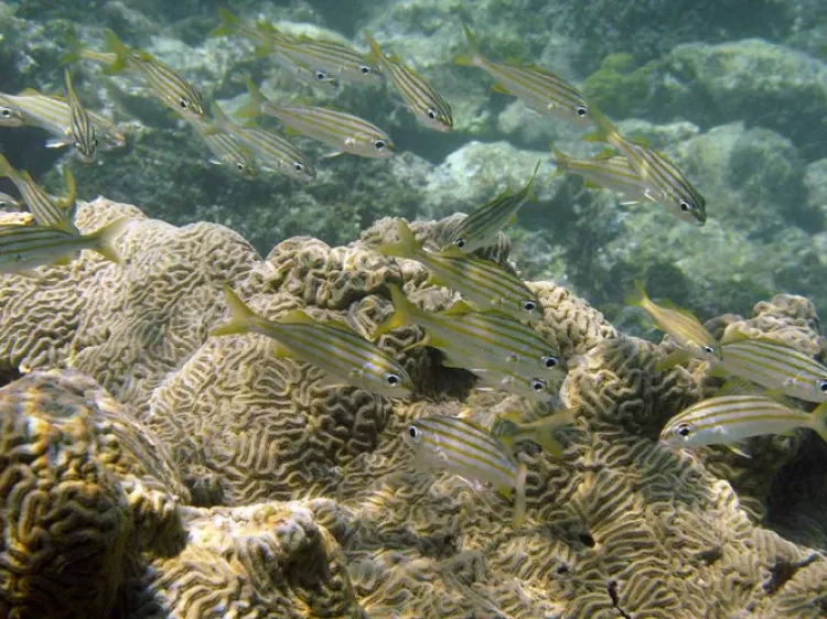 Alertan científicos por extinción de un millón de especies