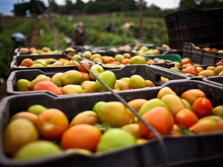 EU impone arancel del 17.5% al tomate mexicano