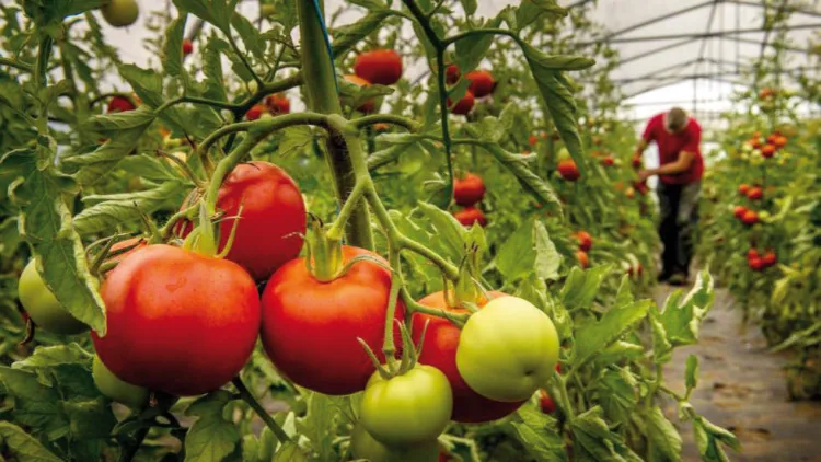 Instan a negociar con productores