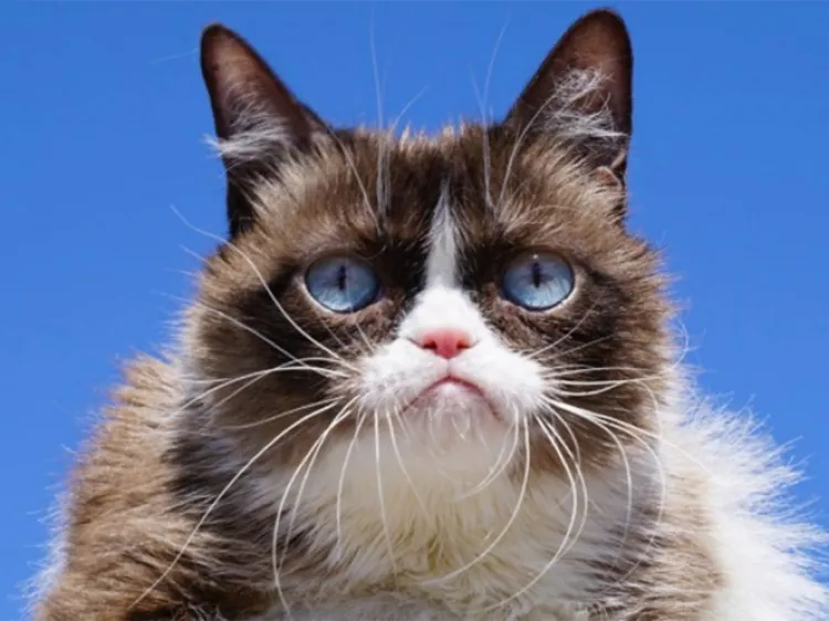 Muere la famosa gatita &#039;Grumpy Cat&#039;