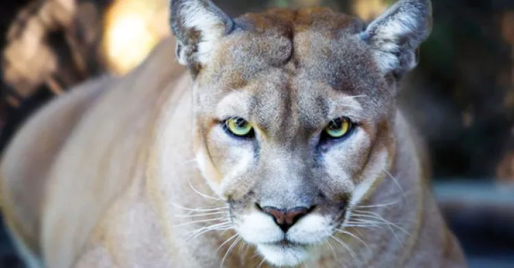 Asesinan a león en Arizona