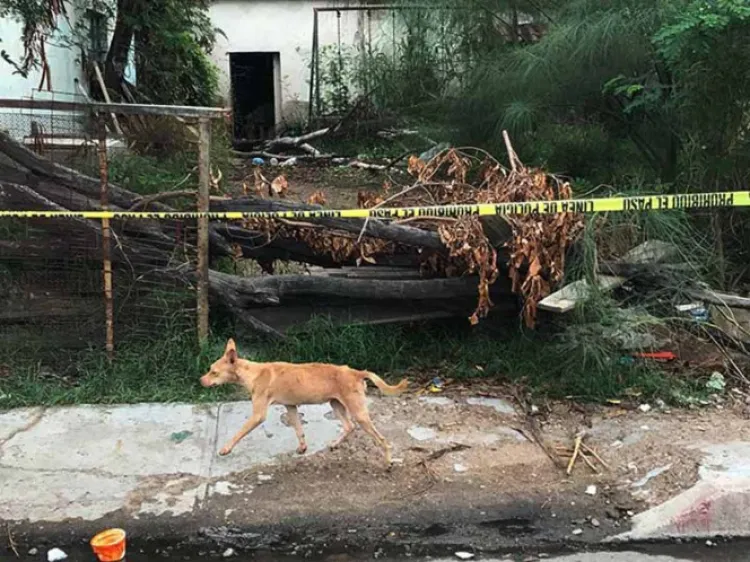 Perros salvajes devoran a dos hombres en la costa de Hermosillo