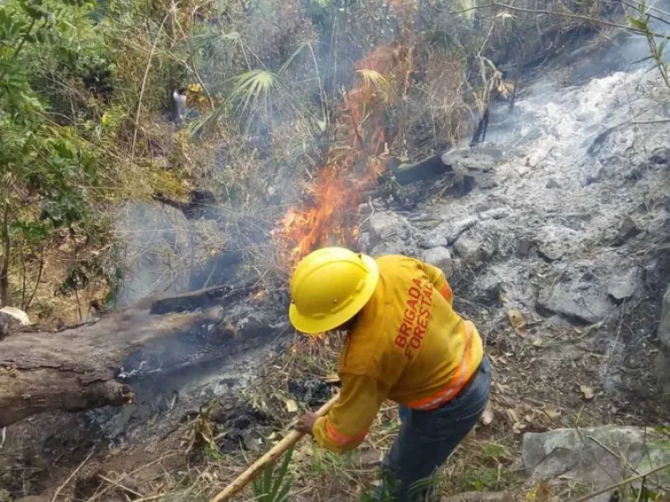 Aún hay 6 incendios forestales activos en Oaxaca