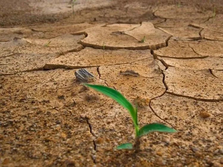 Bosques del Planeta en peligro por cambio climático: ONU