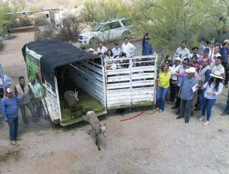 Protege a fauna sonorense