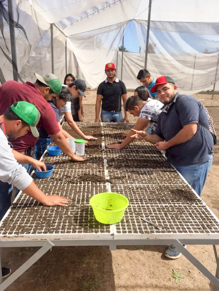 Producen y distribuyen
mezquites estudiantes 