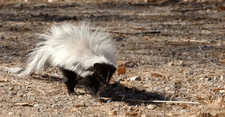 Detectan dos zorrillos con rabia