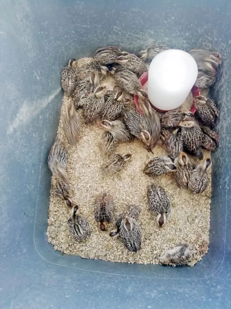 Un éxito centro de incubación