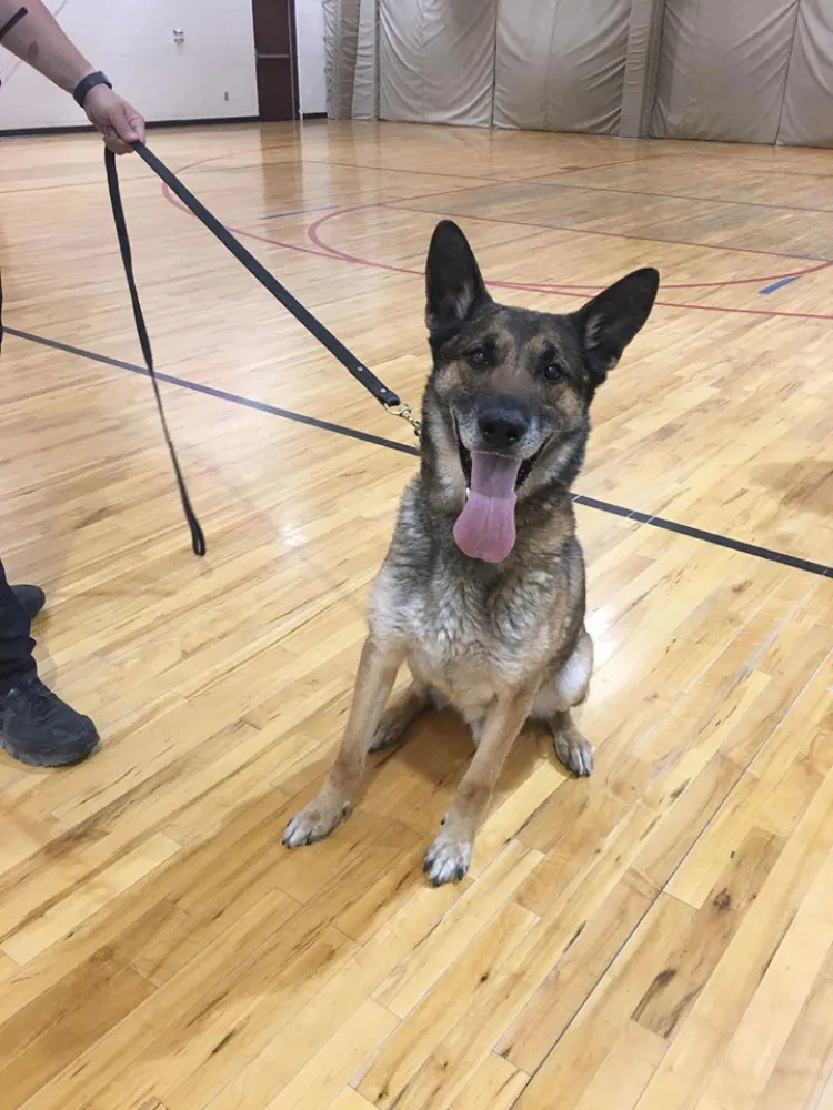 Se retira agente canino &#039;Tractor&#039;