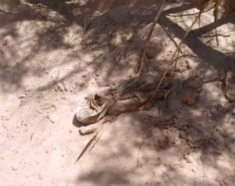 Descubre retroexcavadora
restos óseos en San Luis