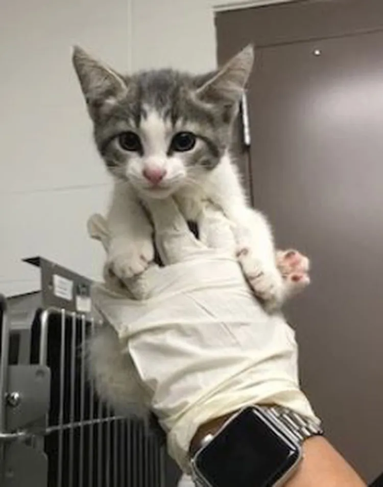 Informan sobre brote de rabia en Arizona