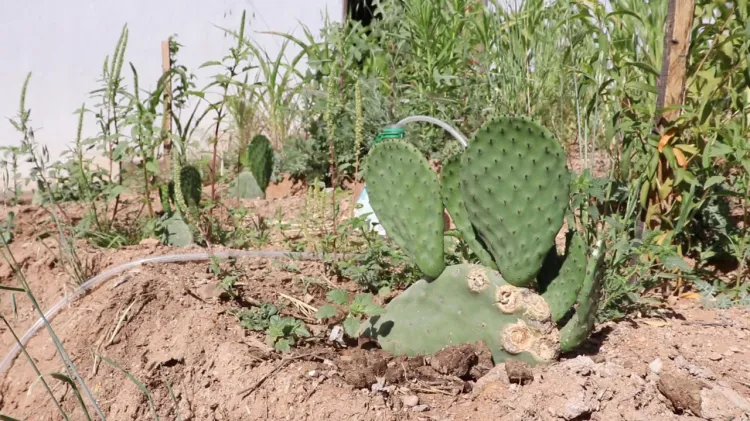 Mejorarán programas con Agricultura Urbana